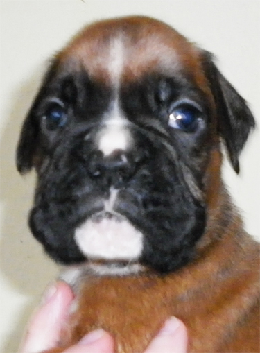 Nico stáří 1 měsíc Nico stáří 1 měsíc