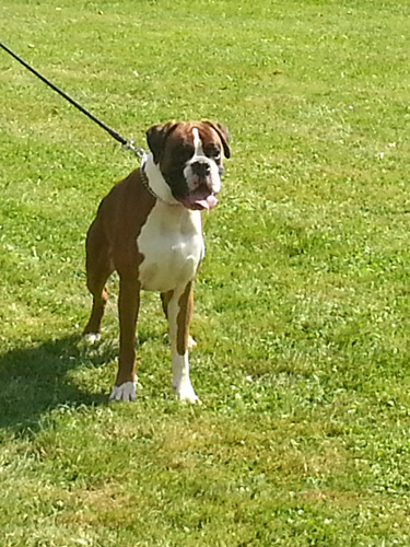 Bratr Nabuco Bratr Nabuco