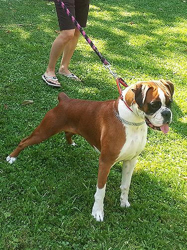 Sestra Niobe Sestra Niobe